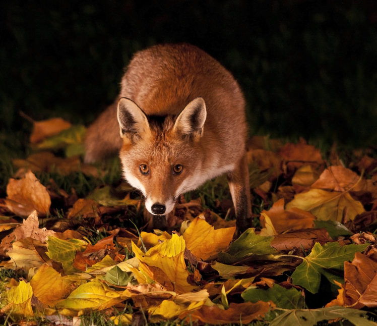 Autumn Night Animals - HD Wallpaper 