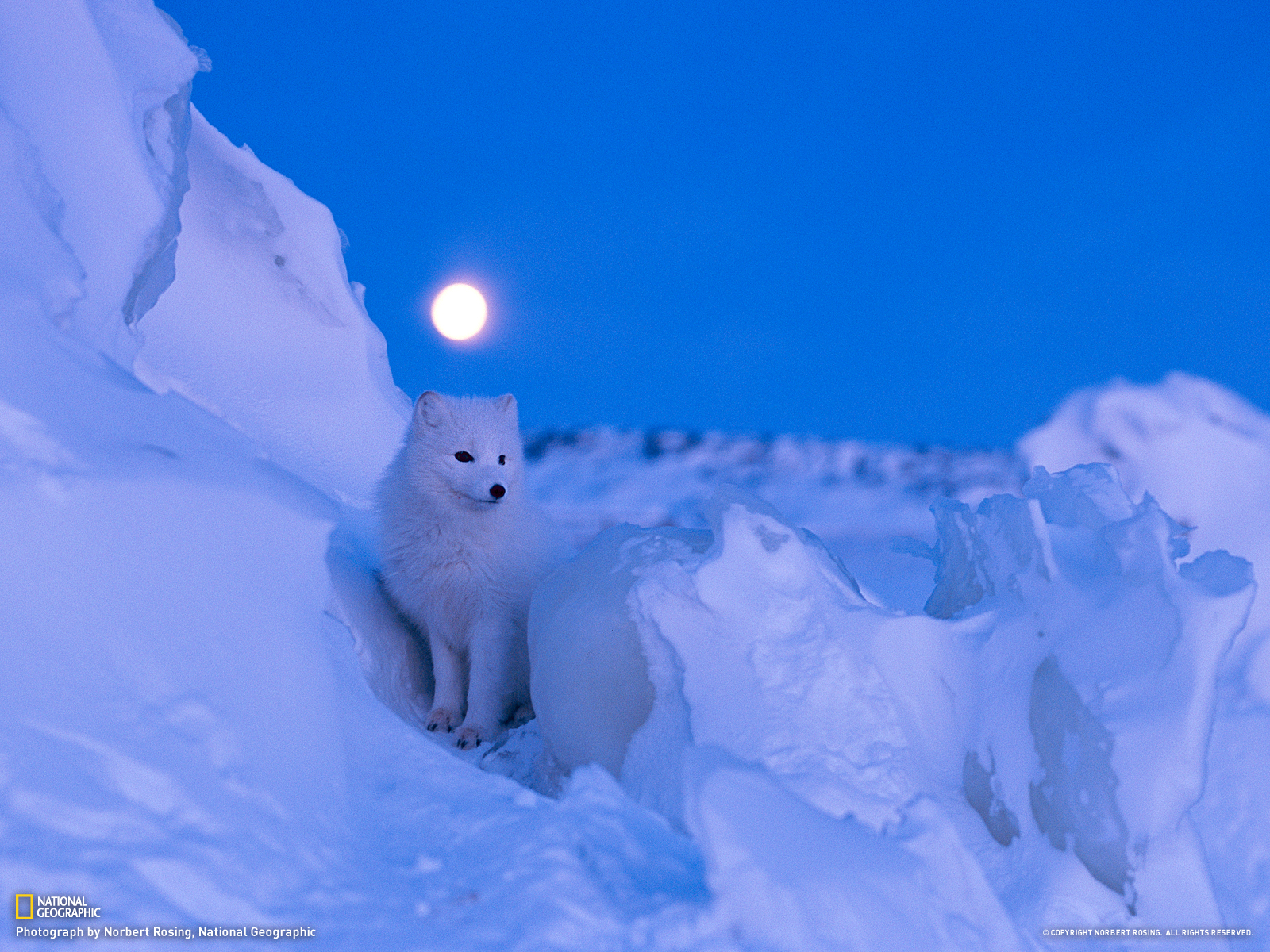 Arctic Fox At Night - HD Wallpaper 