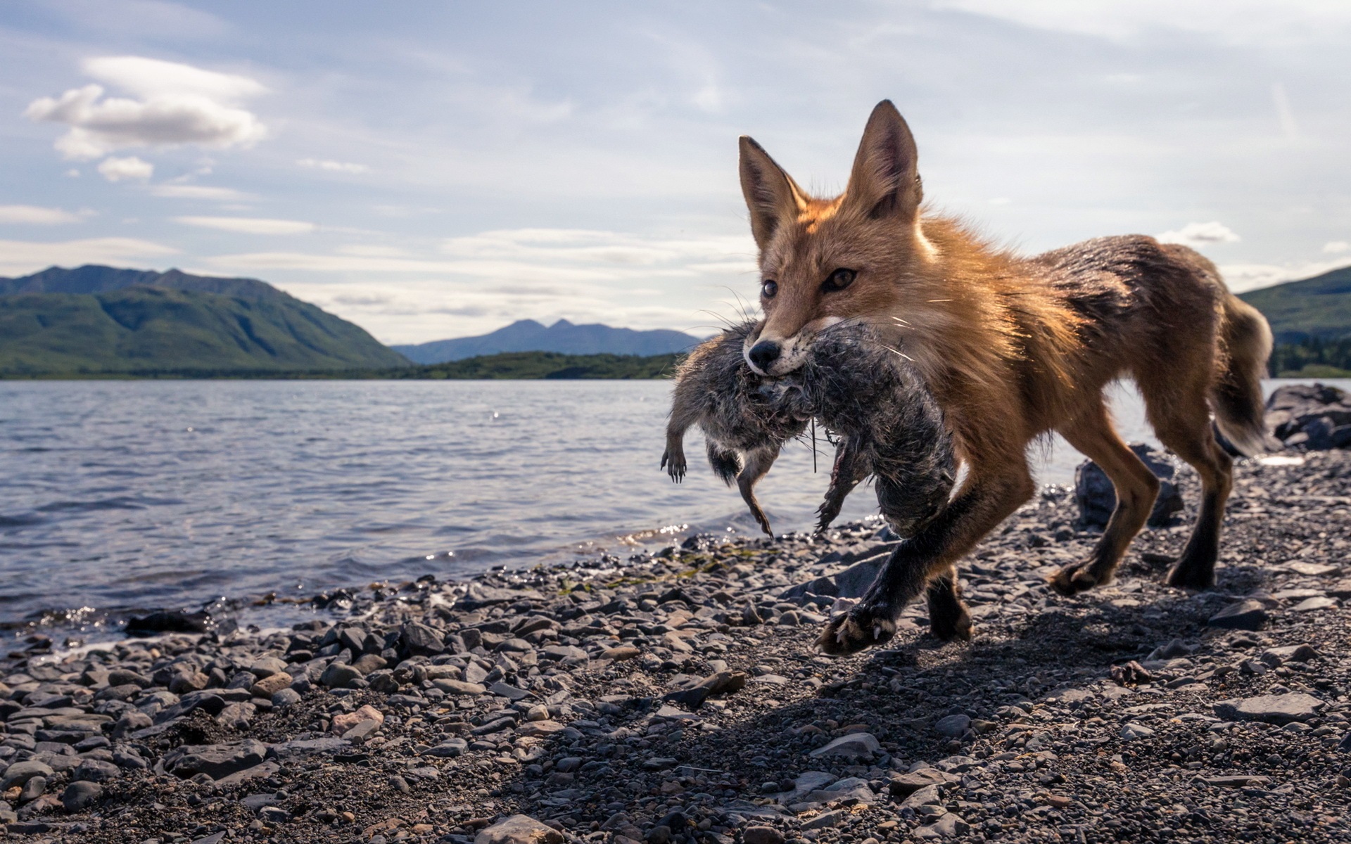 Wallpaper Fox Hunting, Lake, Stones - Fondos De Pantalla Caza - HD Wallpaper 