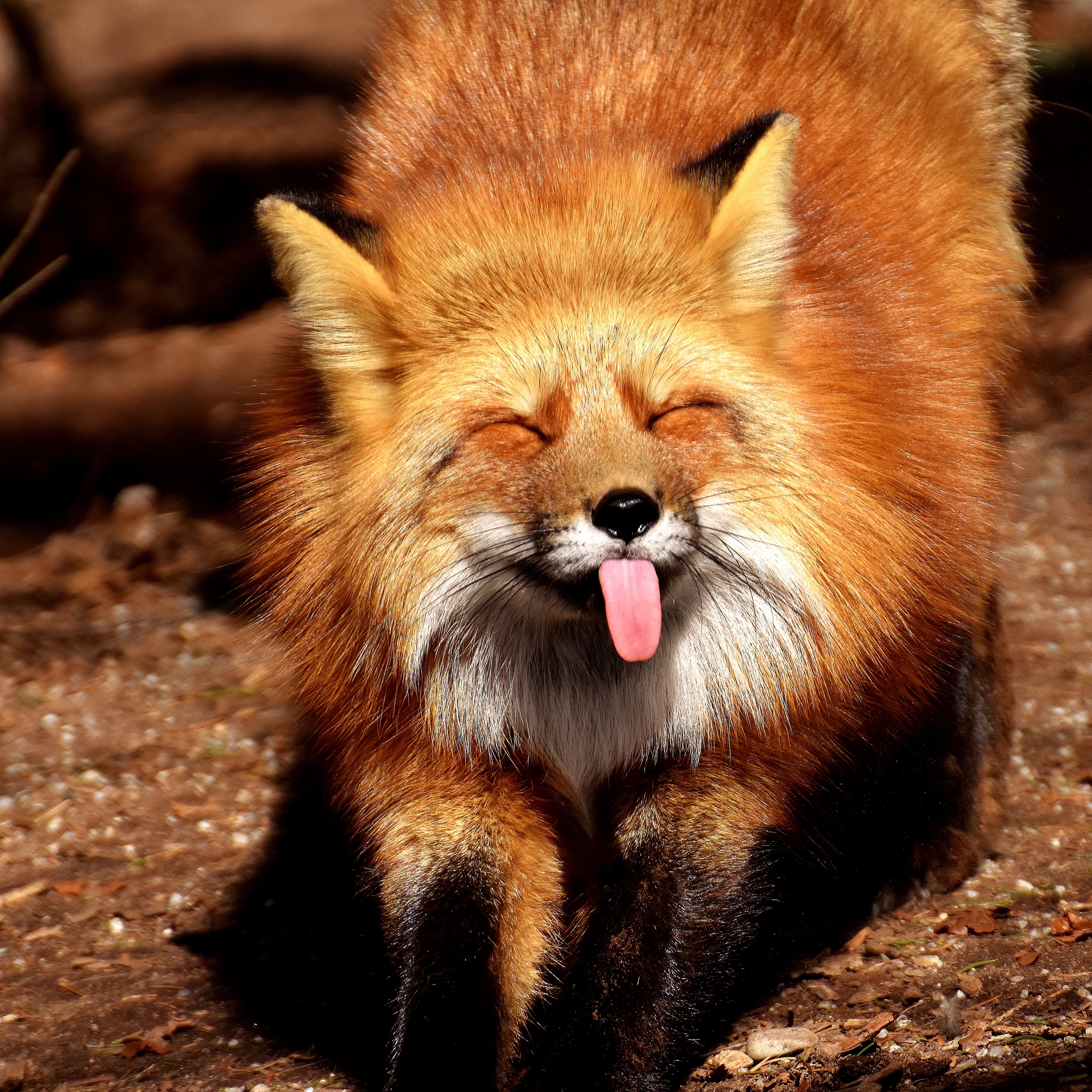 Wallpaper Fox, Funny, Protruding Tongue - Fox Funny - HD Wallpaper 