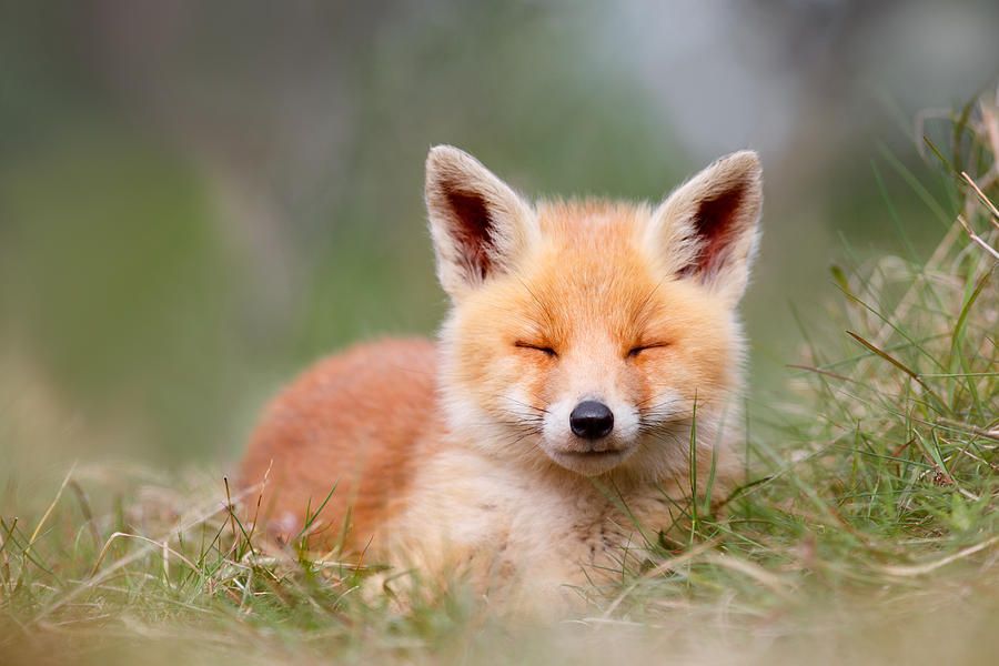 Fox A Cat Or A Dog - HD Wallpaper 