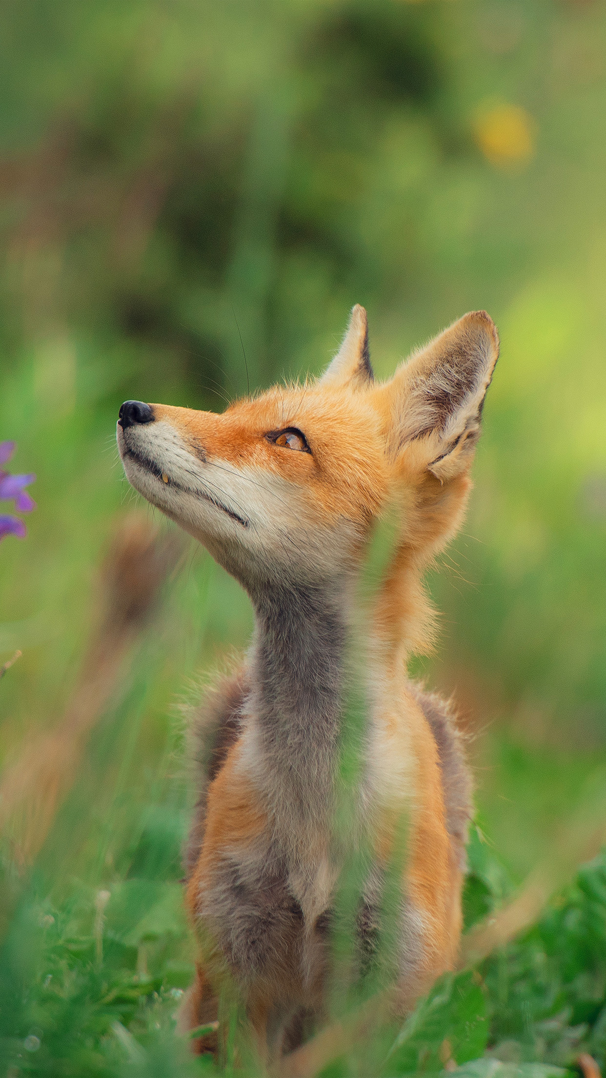 Red Fox In A Field - HD Wallpaper 