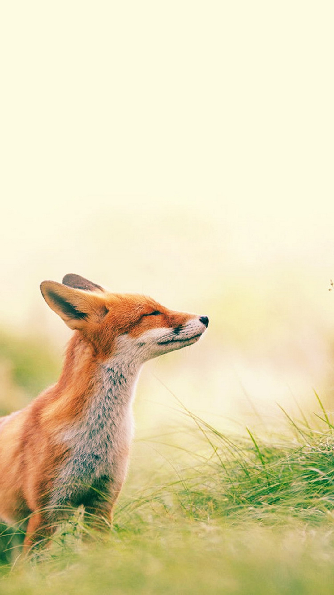 Fox In The Summer - HD Wallpaper 