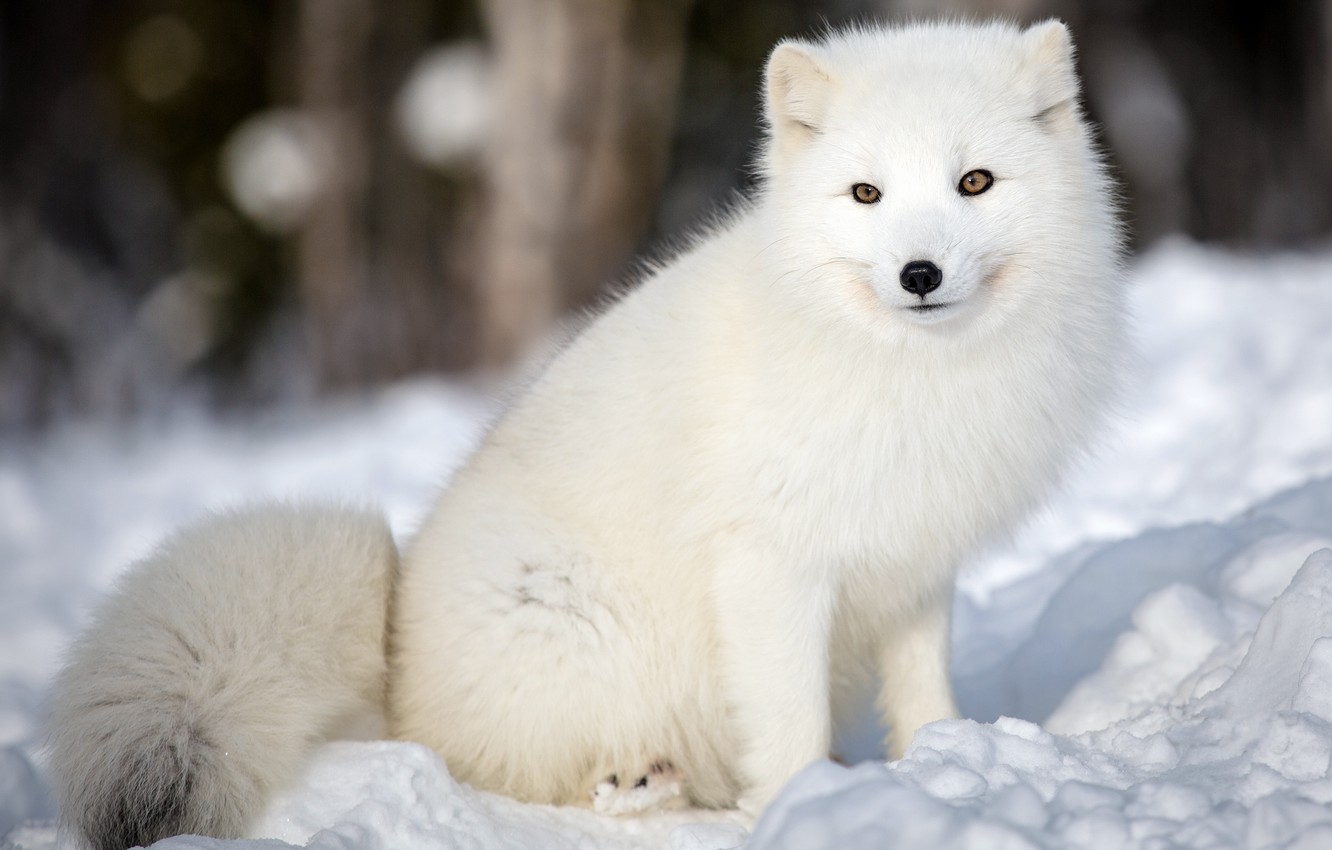 Photo Wallpaper Winter, Forest, Animals, White, Face, - Arctic Fox - HD Wallpaper 
