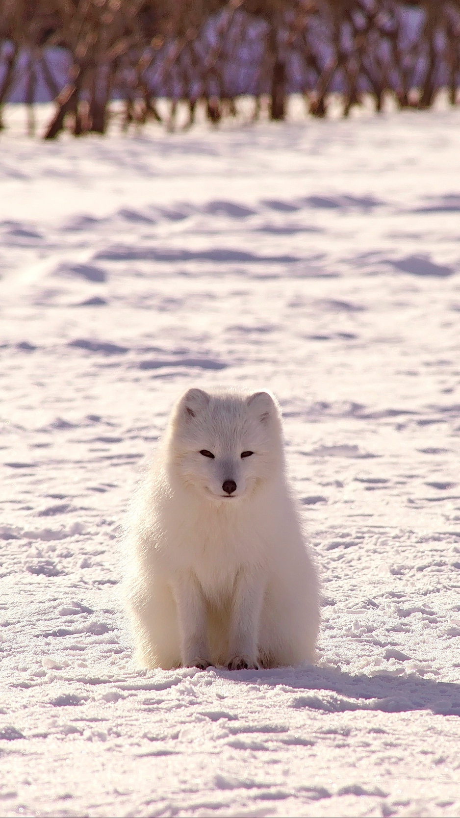 Wallpaper Polar Fox, Arctic Fox, Snow - Iphone Arctic Fox Wallpaper Hd - HD Wallpaper 