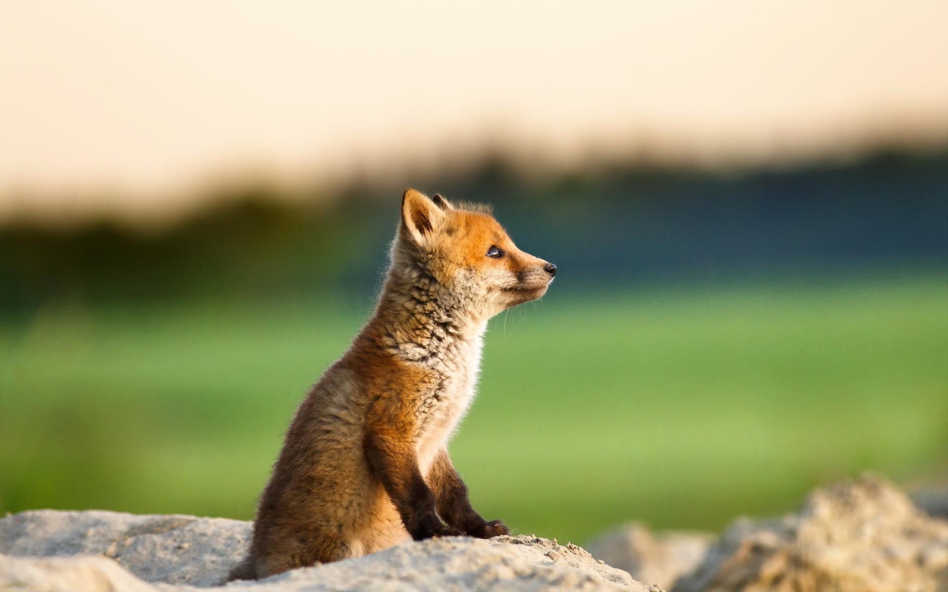 1920x1200, Cute Baby Fox Animal Hd Wallpapers 
 Data - Cute Wallpapers For Foxes - HD Wallpaper 