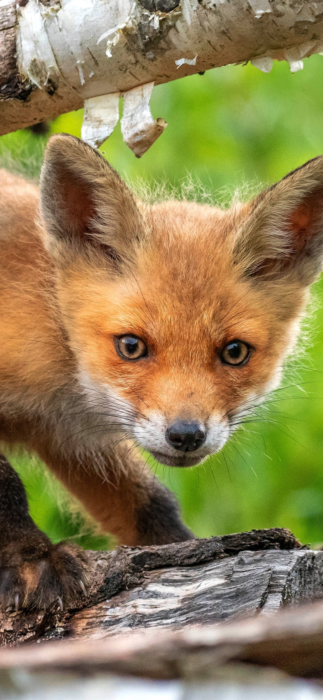 Iphone Wallpaper Cute Fox Cub, Trunk - Cute Red Fox Cub - HD Wallpaper 