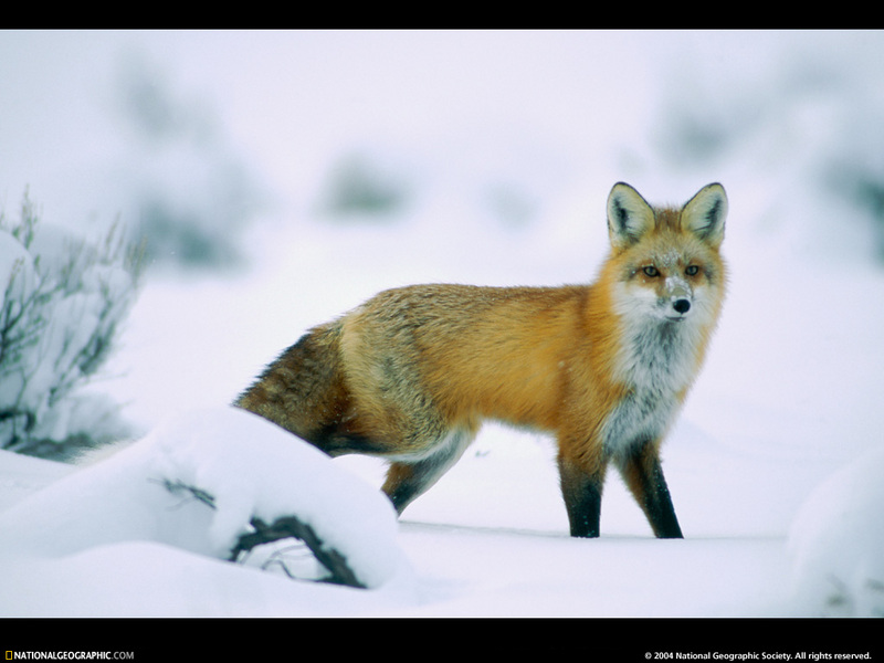 Fox National Geographic - HD Wallpaper 