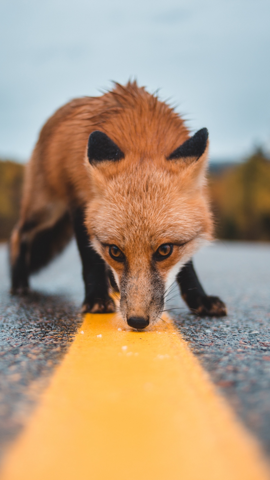 Wallpaper Fox, Asphalt, Markup, Sniff, Curiosity, Wildlife - Iphone 8 Background Fox - HD Wallpaper 