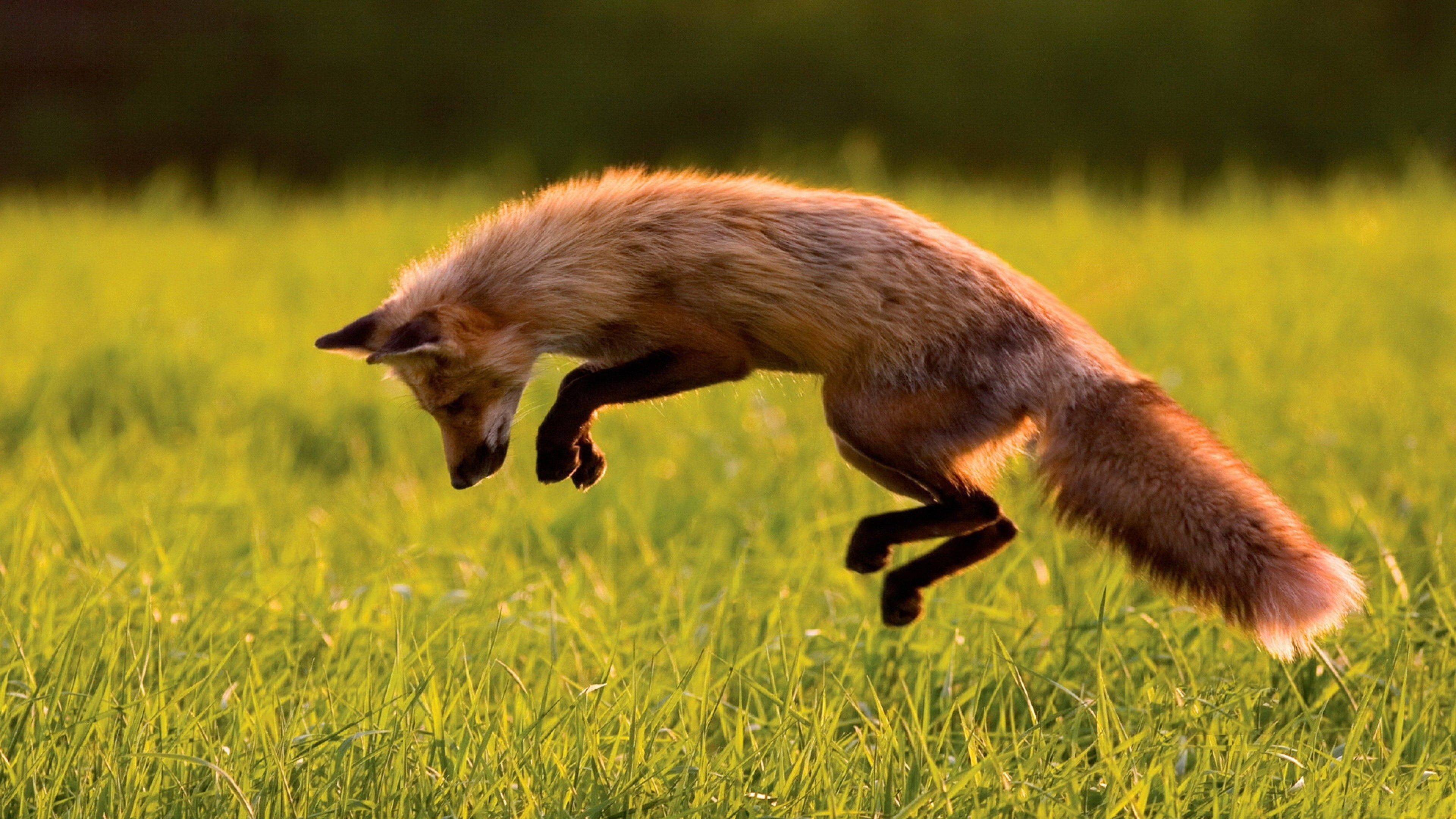 3840x2160, Download Jumping Fox Wallpaper - Fox Jumping In Grass - HD Wallpaper 