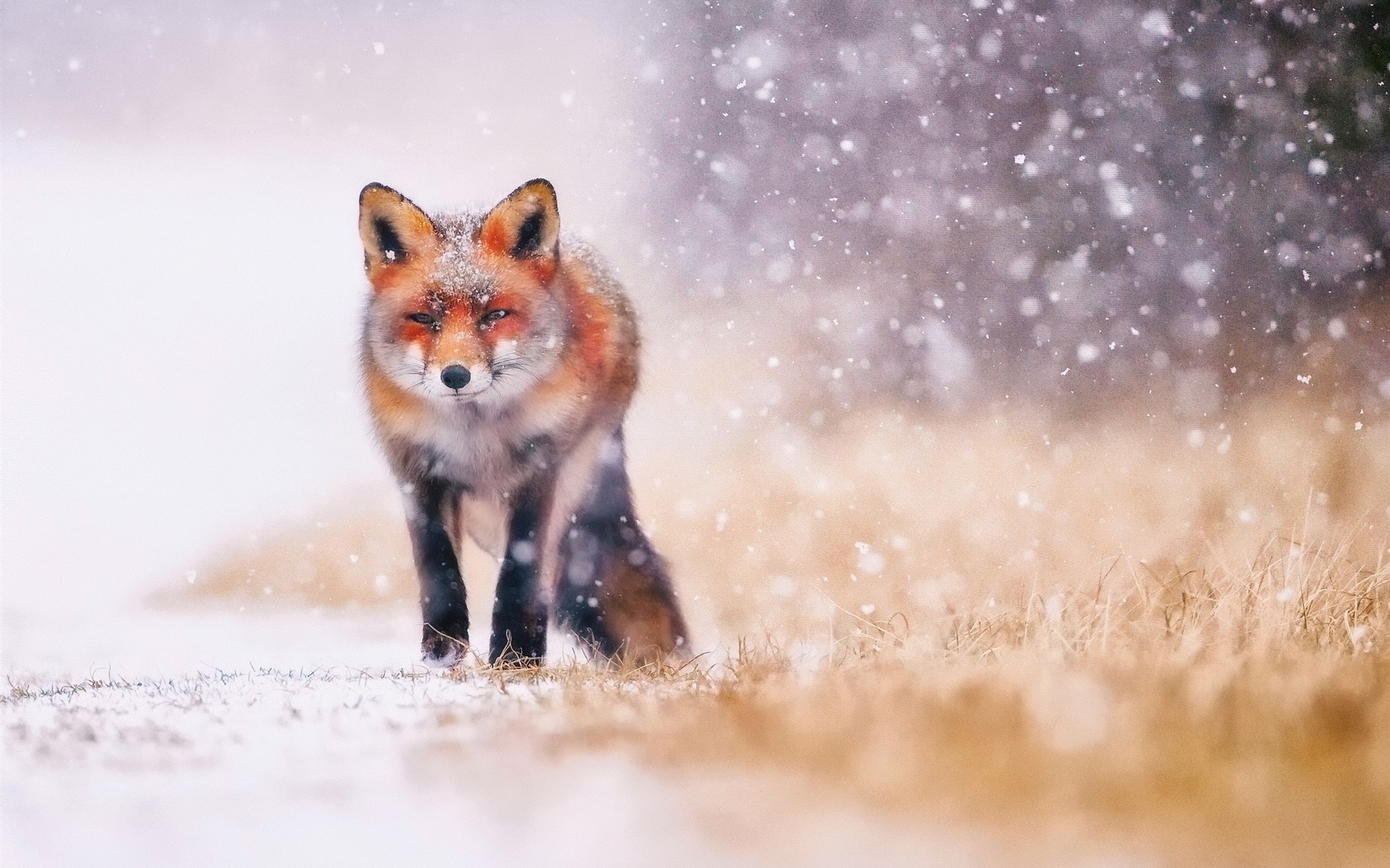Wallpaper Cold Winter, Snow, Fox - Fox Wallpaper Snow - HD Wallpaper 