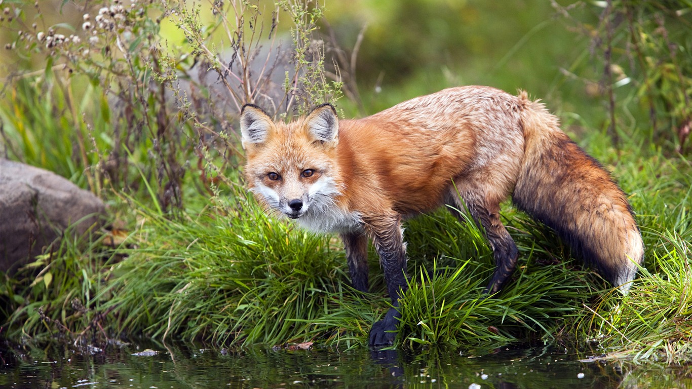Red Fox-windows 10 Hd Wallpaper2014 - Fox Wallpaper For Windows 10 - HD Wallpaper 