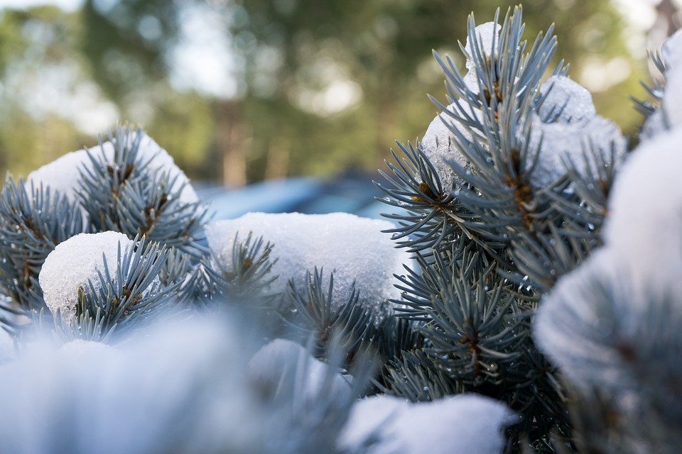 Aesthetic Christmas Pine Branch - HD Wallpaper 