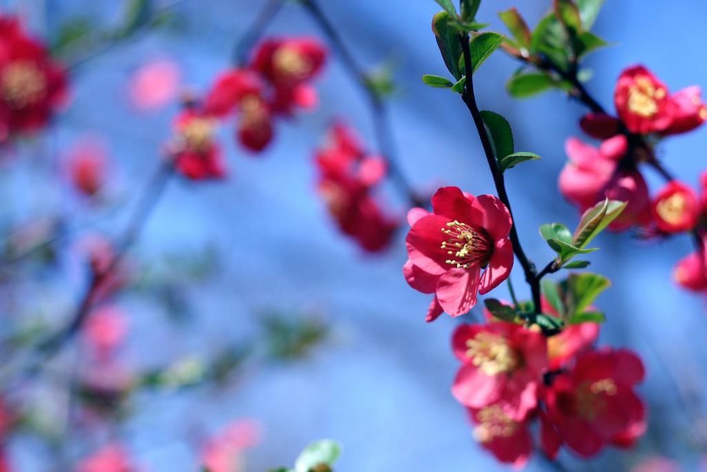 Spring Wallpapers - Ramadan - HD Wallpaper 