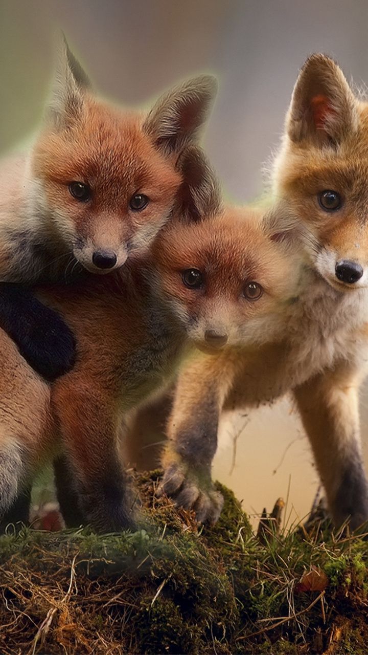 Cute Animals In Singapore - HD Wallpaper 