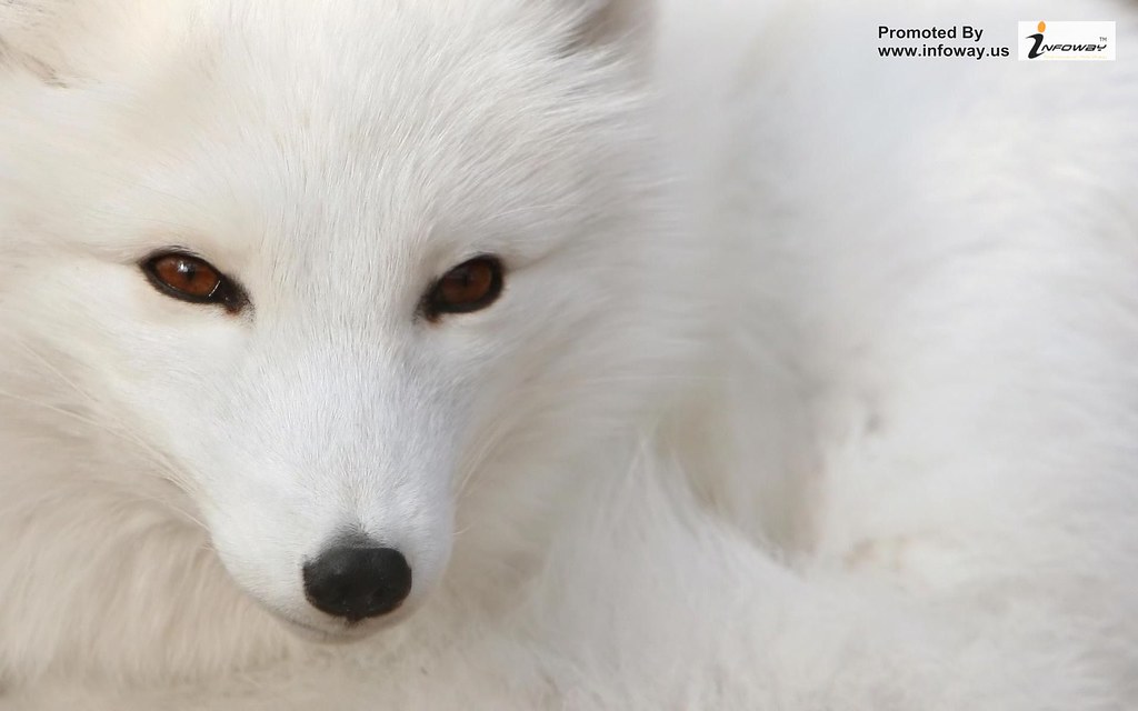 Arctic Fox Blue Eyes - HD Wallpaper 