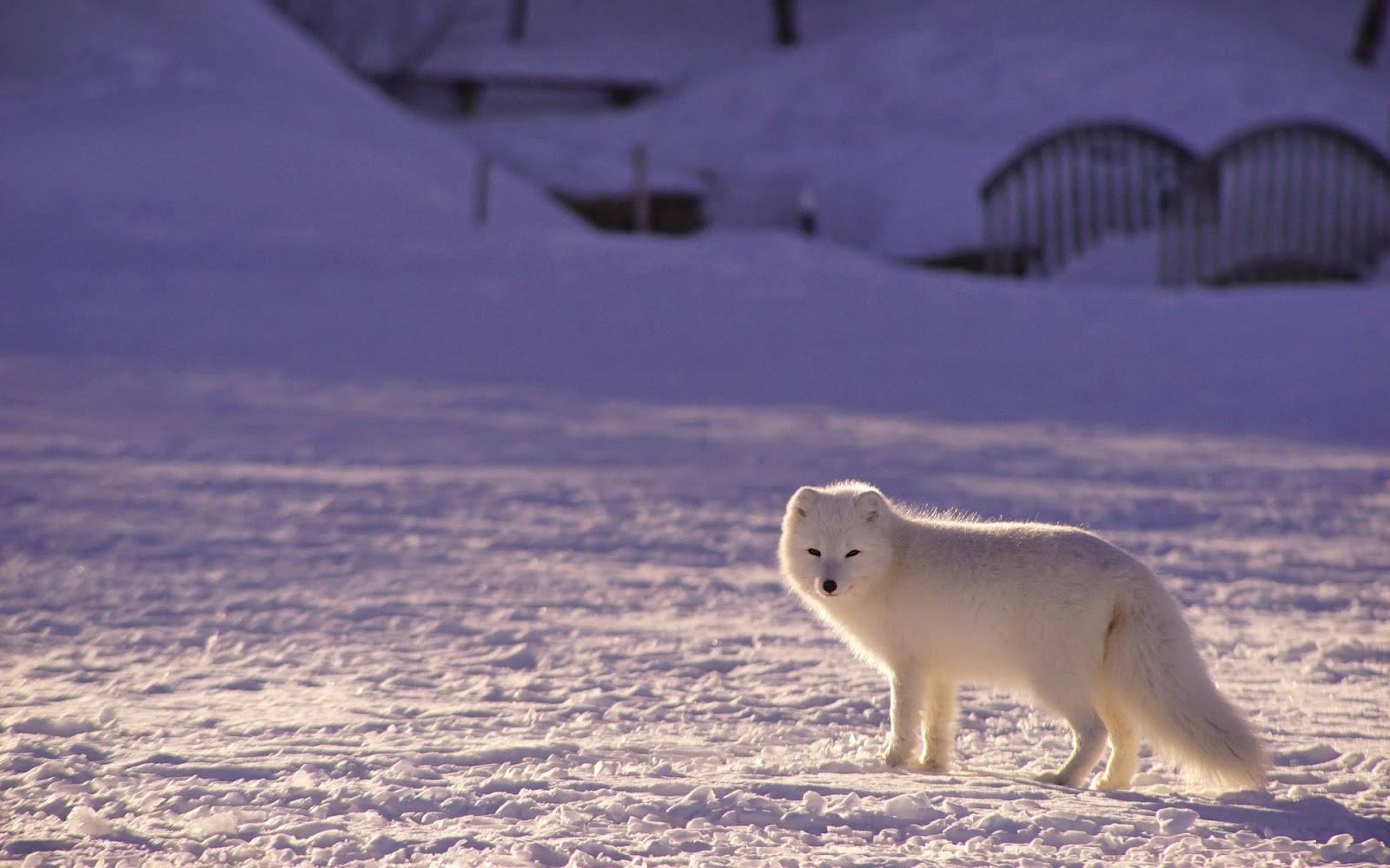Arctic Fox Widescreen Resolution Hd Wallpaper - Arctic Fox - HD Wallpaper 