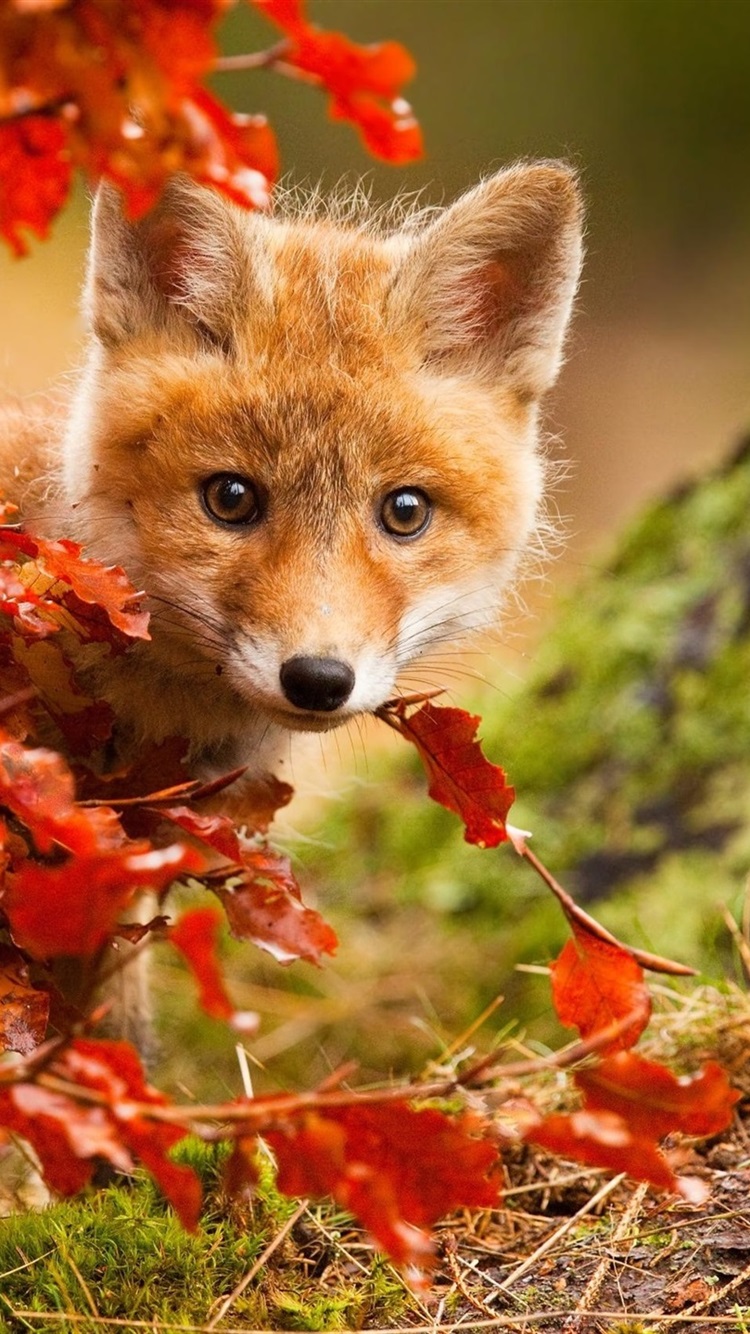 Iphone Wallpaper Cute Fox In Autumn, Red Leaves - Iphone Autumn Fox - HD Wallpaper 