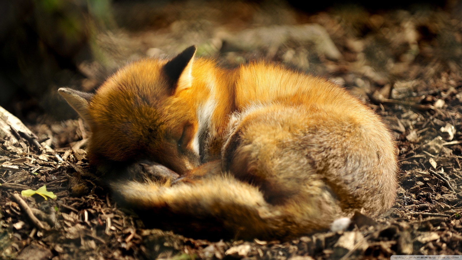 Cute Fox - HD Wallpaper 