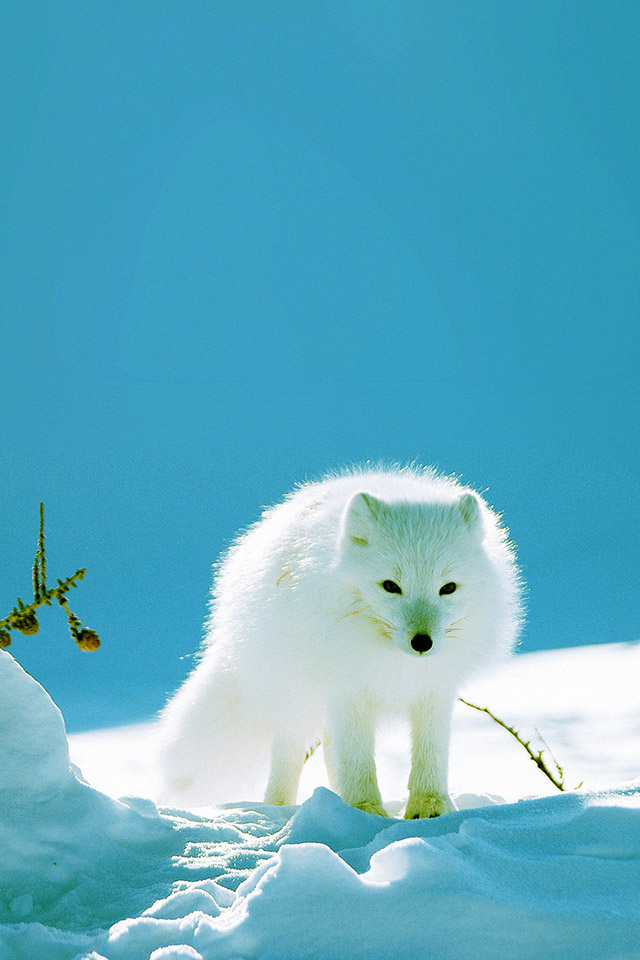 Com Apple Wallpaper Snow Fox In Snow Iphone4 - Arctic Fox Wallpaper Hd - HD Wallpaper 