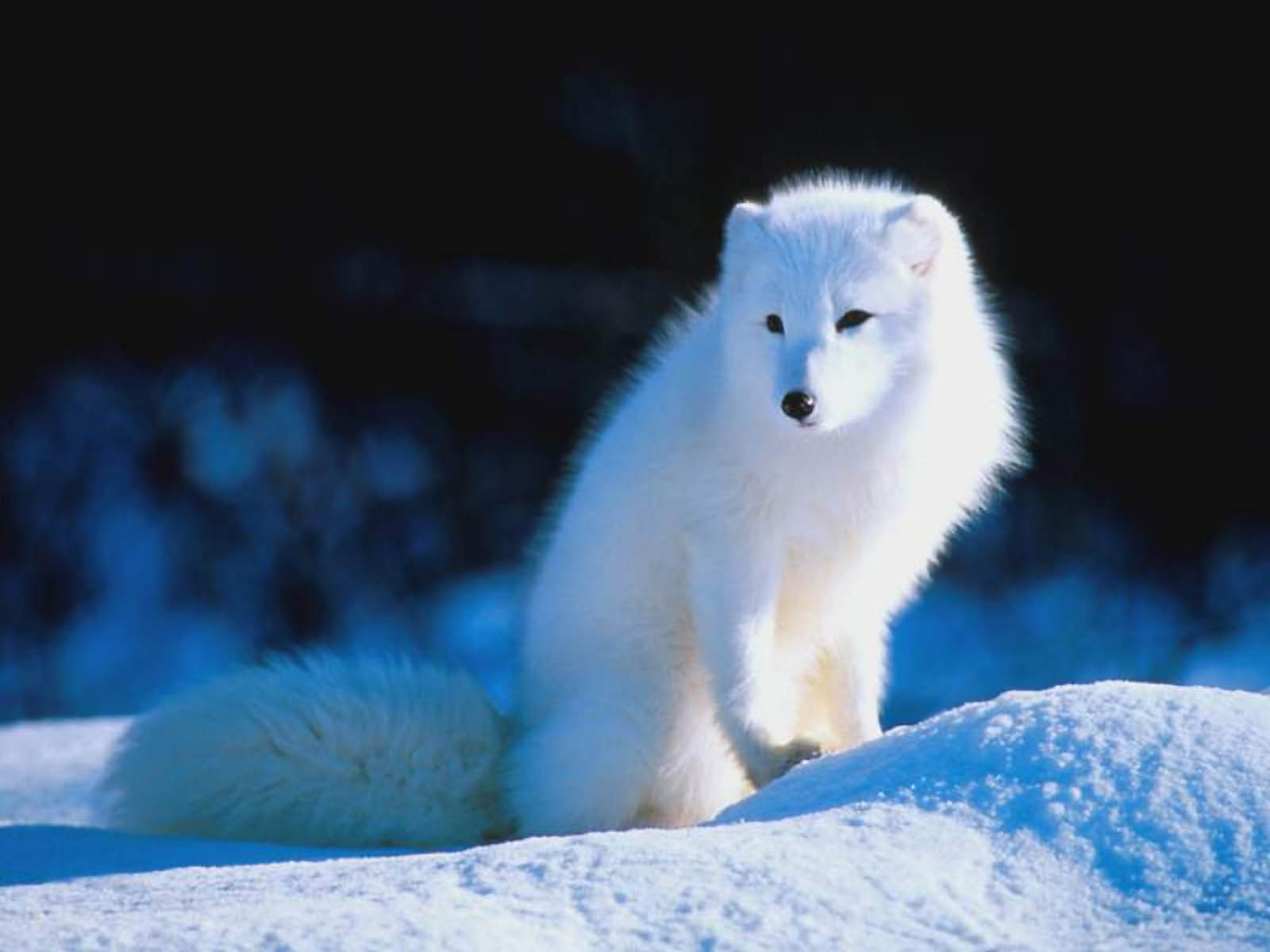 Arctic Fox Wallpapers - HD Wallpaper 