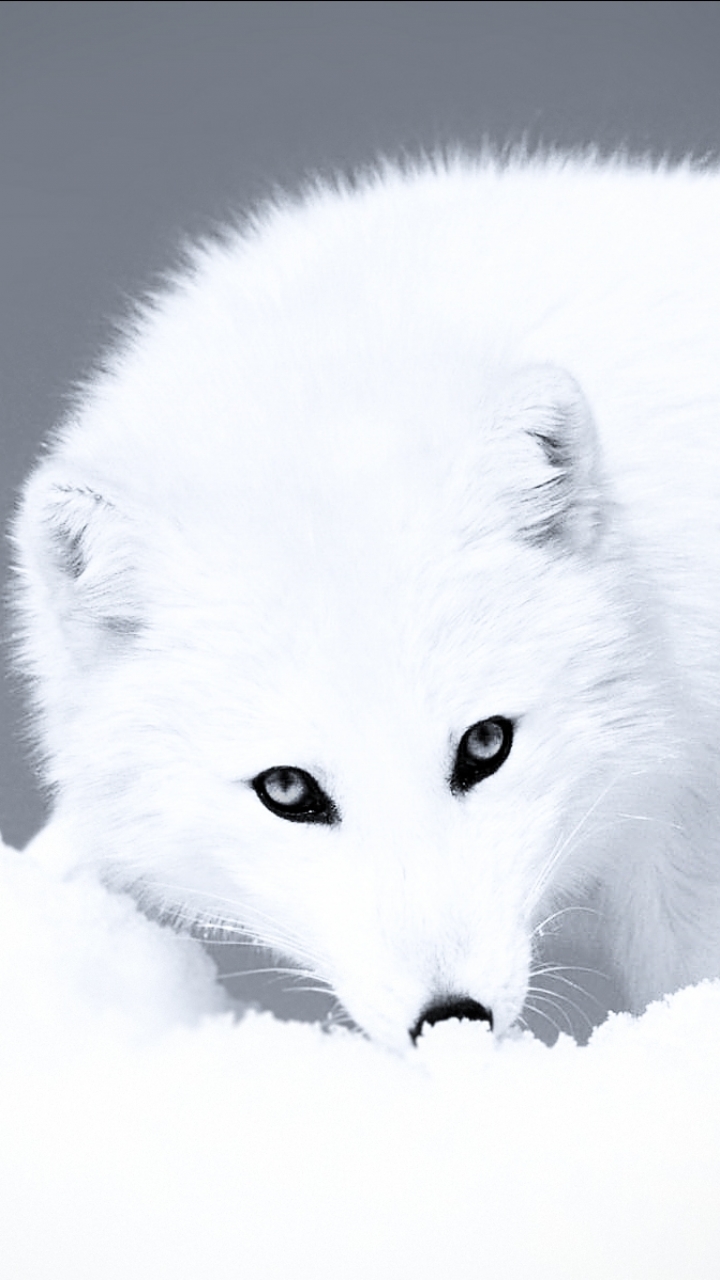 Arctic Fox Wallpaper Phone - HD Wallpaper 