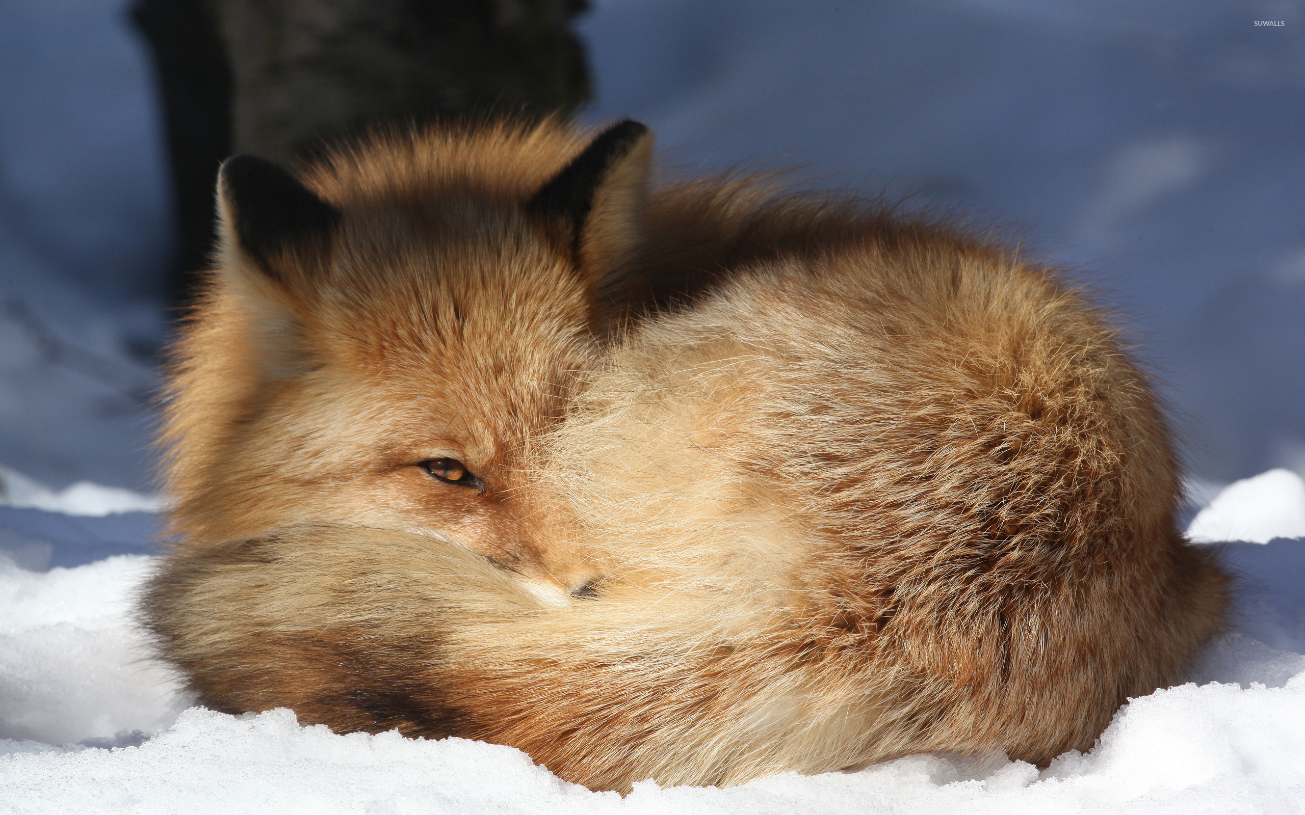 Snow Wallpaper Fox - HD Wallpaper 