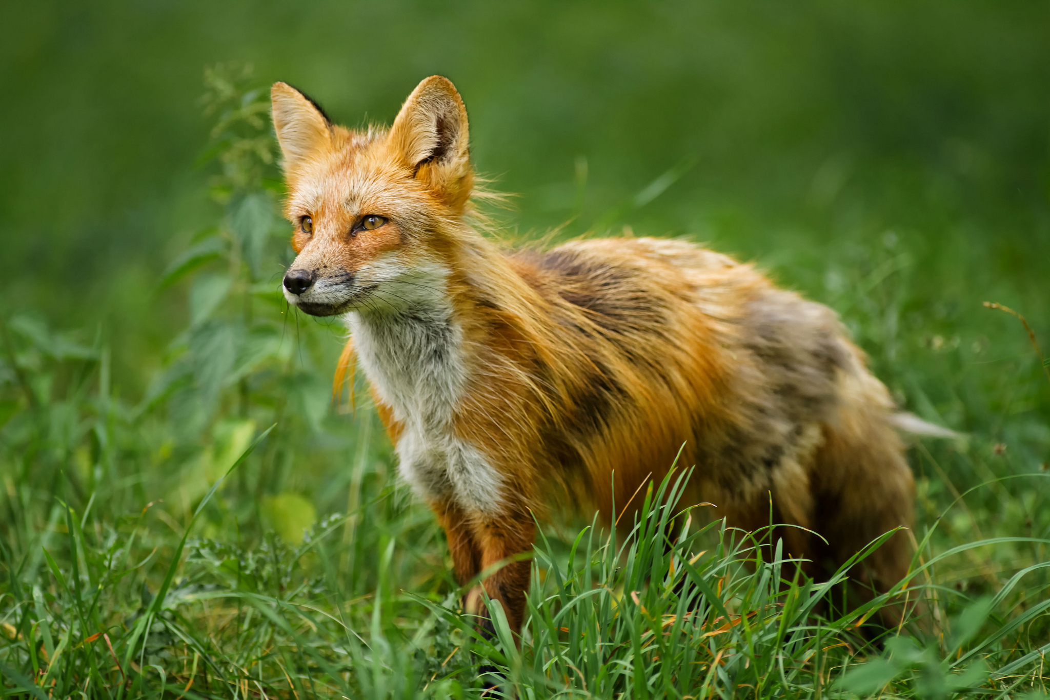 Wide Hd Free Fox Wallpaper - HD Wallpaper 