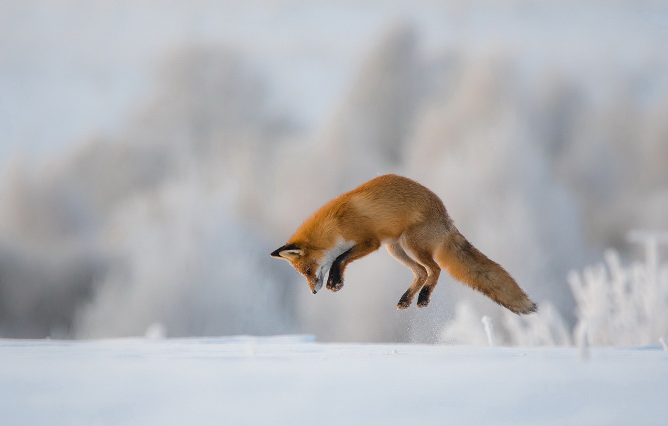 Photo Wallpaper Winter, Jump, Fox, Hunting - Animals Jumping Fox - HD Wallpaper 