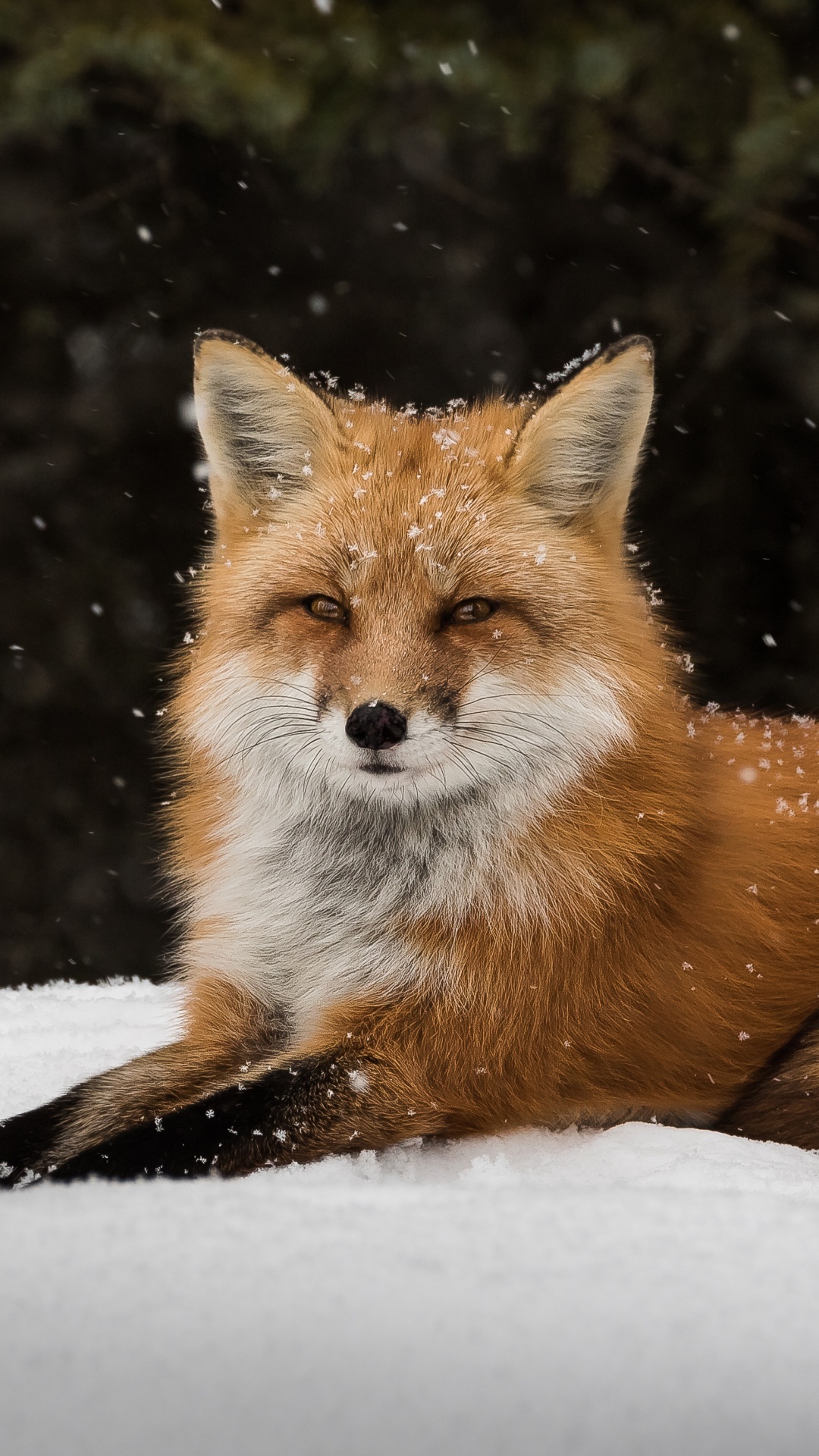 Fox Snow - HD Wallpaper 