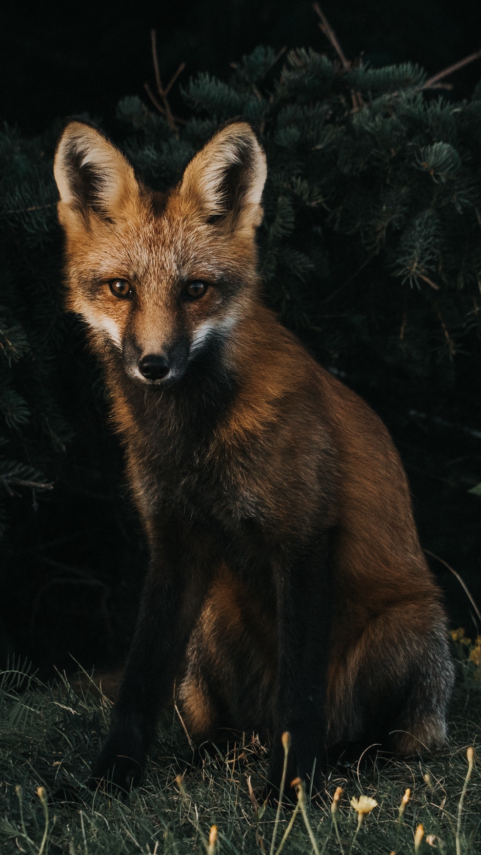 Wallpaper Fox, Forest, Grass - Fox In Forest - HD Wallpaper 