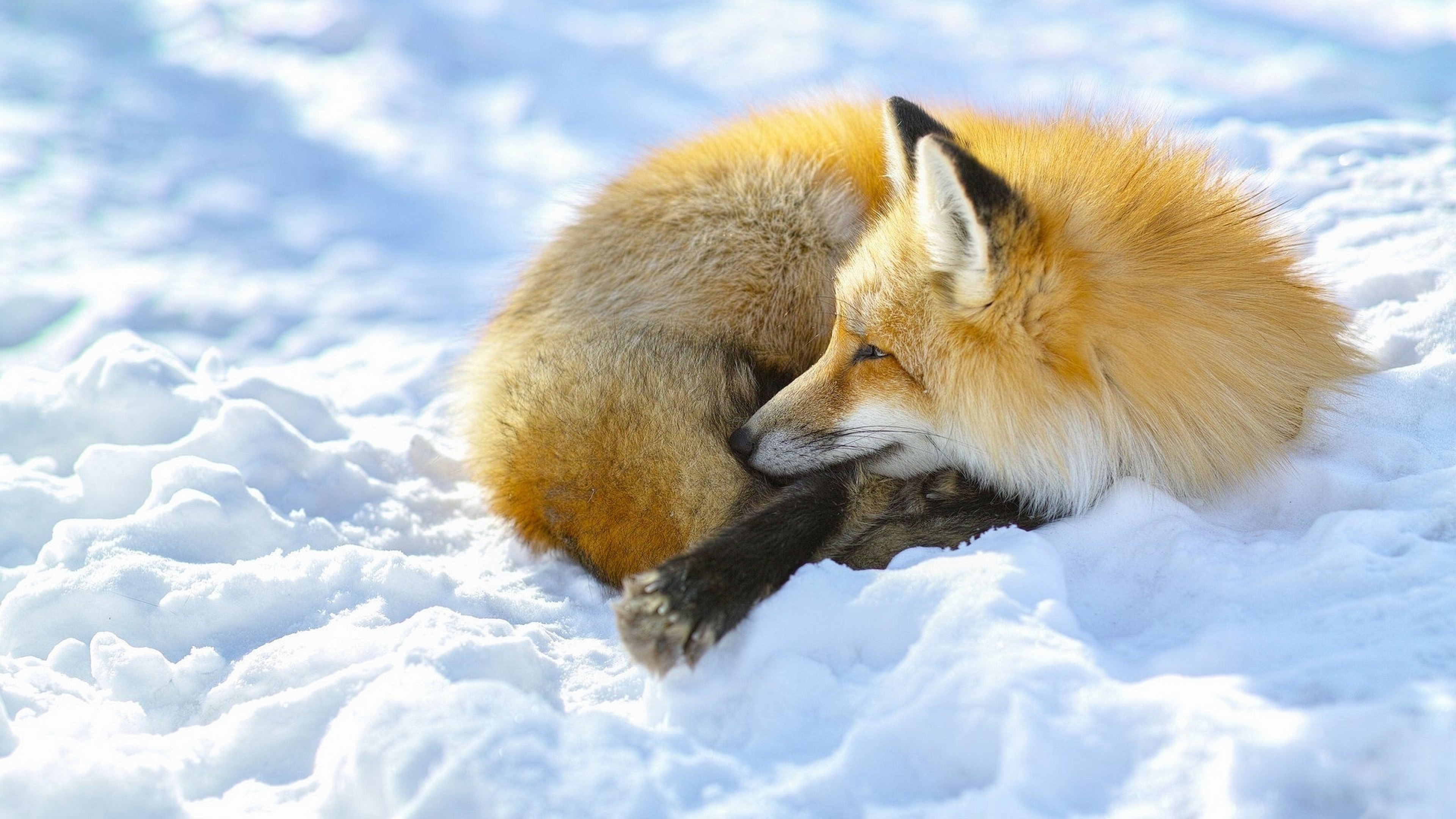 Snow Foxs - HD Wallpaper 