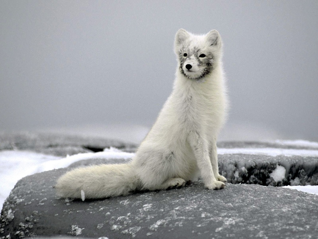 White Long Fox Picture - Arctic Fox Wallpaper Hd 1080p - HD Wallpaper 