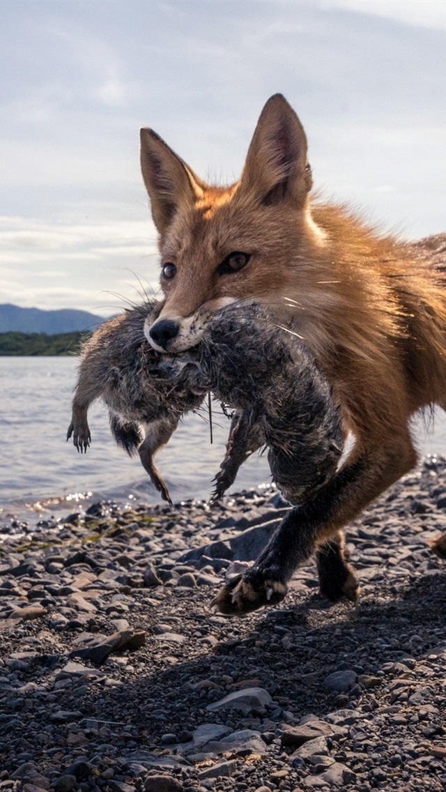 Iphone Wallpaper Fox Hunting, Lake, Stones - Red Fox - HD Wallpaper 