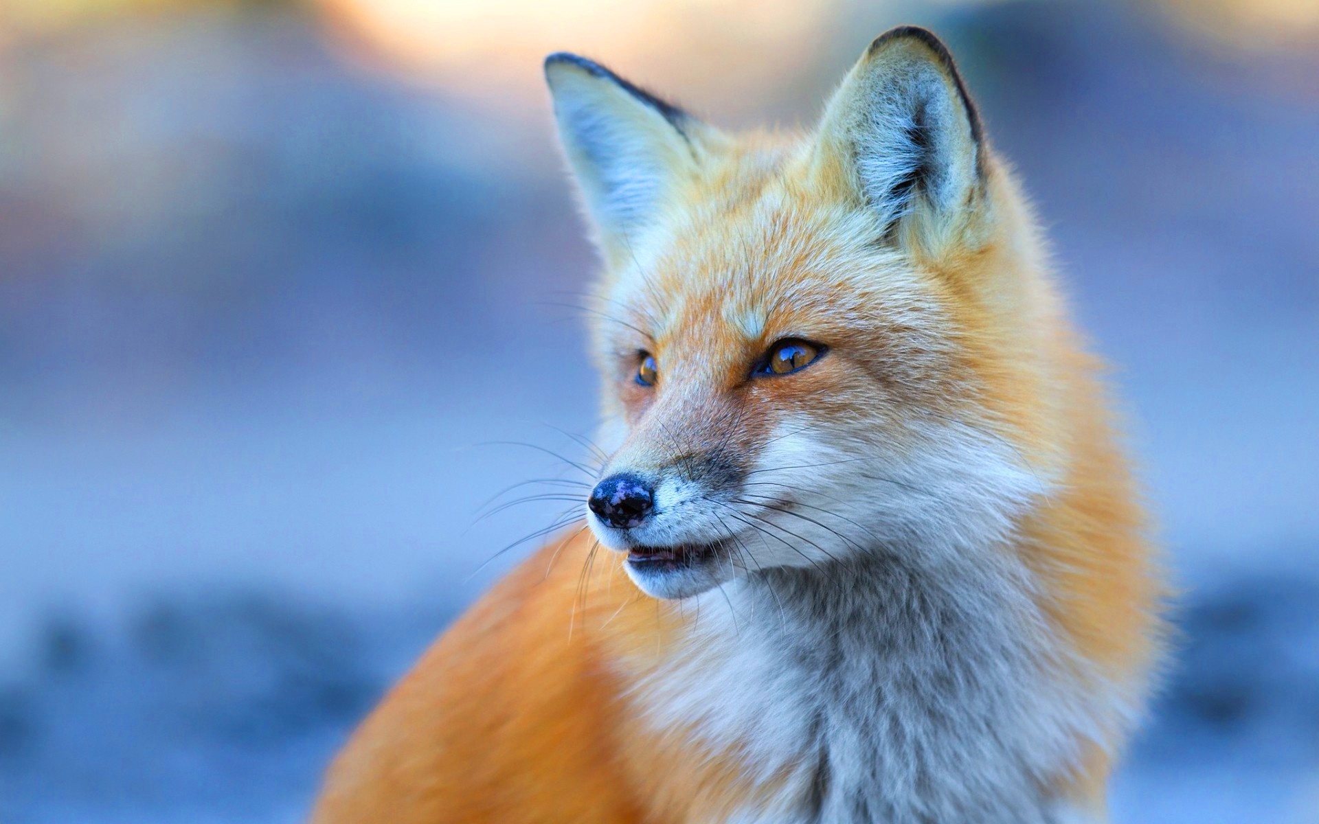 Cute Fox - Red Fox 3 4 View - HD Wallpaper 