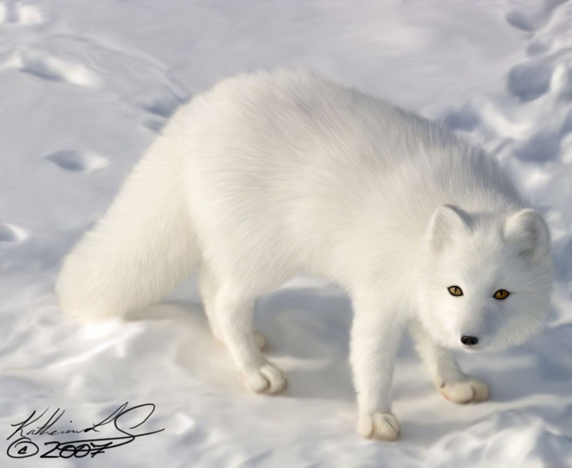 Arctic Fox Fluffy Tail - HD Wallpaper 