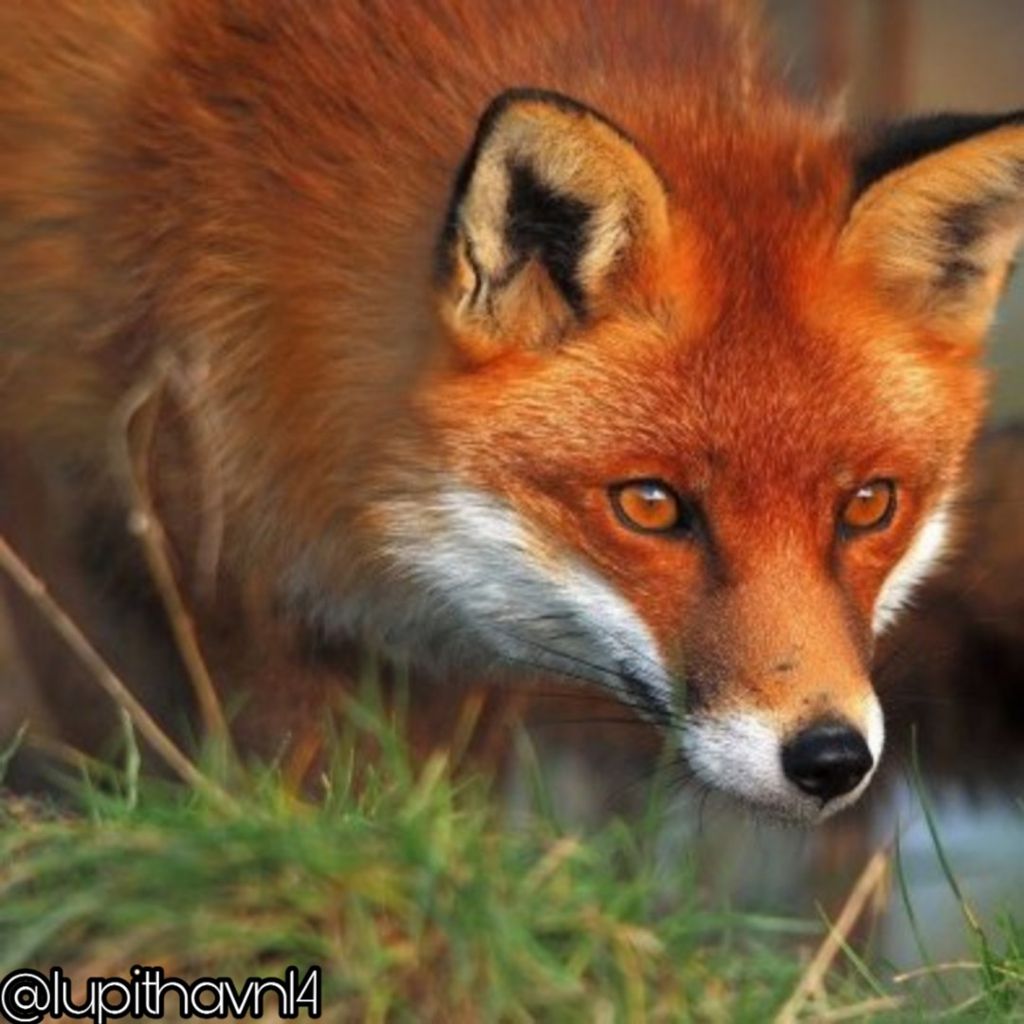 #fox #animals #desertanimals #fierce #hunting #wallpapers - Parque Natural Lunca Muresului - HD Wallpaper 