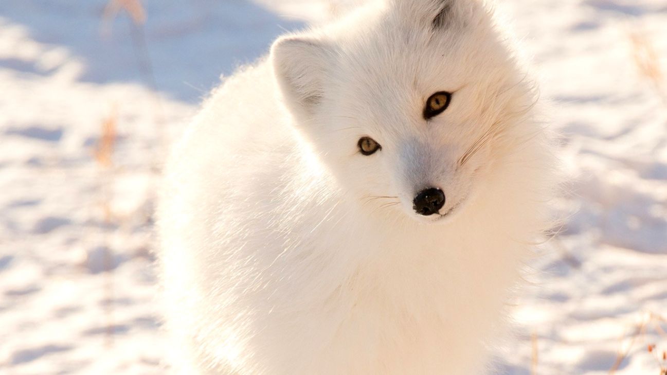 Wallpaper For Desktop Laptop Mz77 Winter Animal Fox - Cute Pictures Of Arctic Foxes - HD Wallpaper 