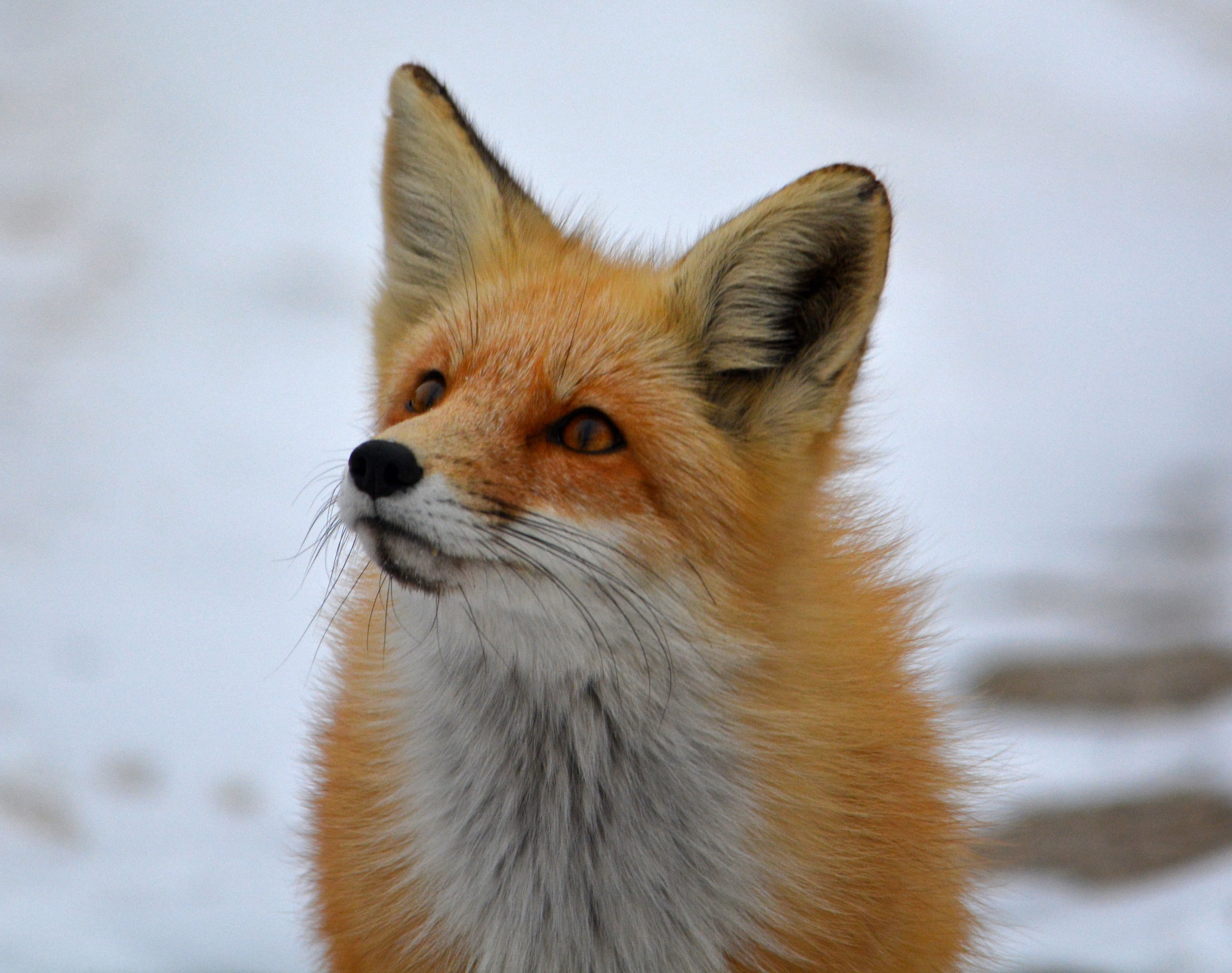 Orange And White Fox - HD Wallpaper 