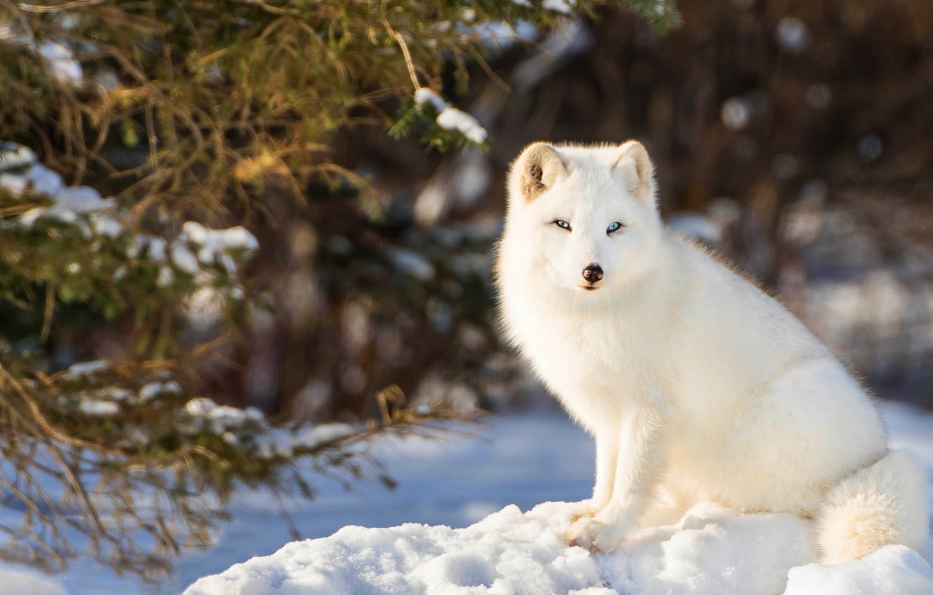 Photo Wallpaper Winter, Forest, Look, Snow, Nature, - Piesiec Tapety - HD Wallpaper 