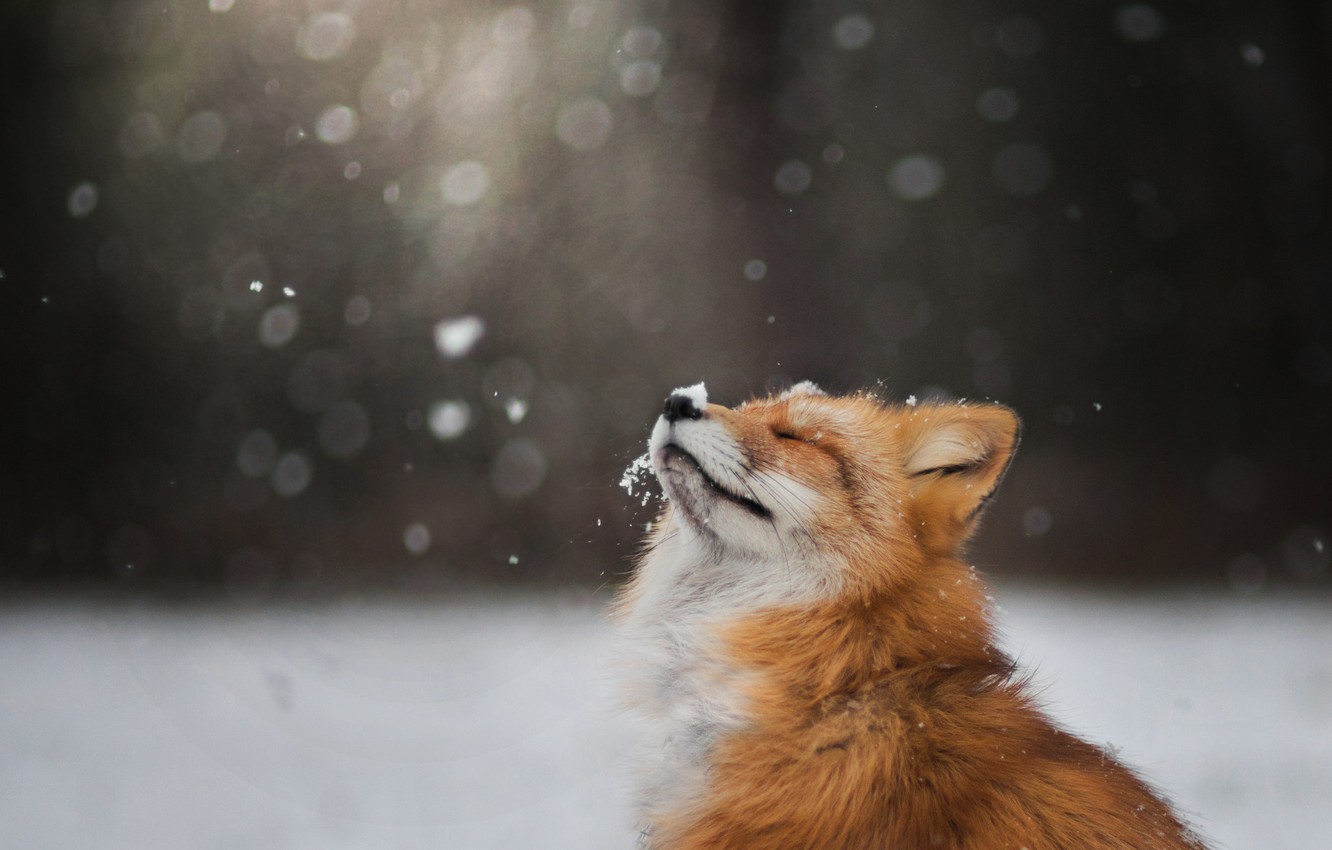 Photo Wallpaper Winter, Face, Snow, Fox, Fox - Freya The Fox - HD Wallpaper 