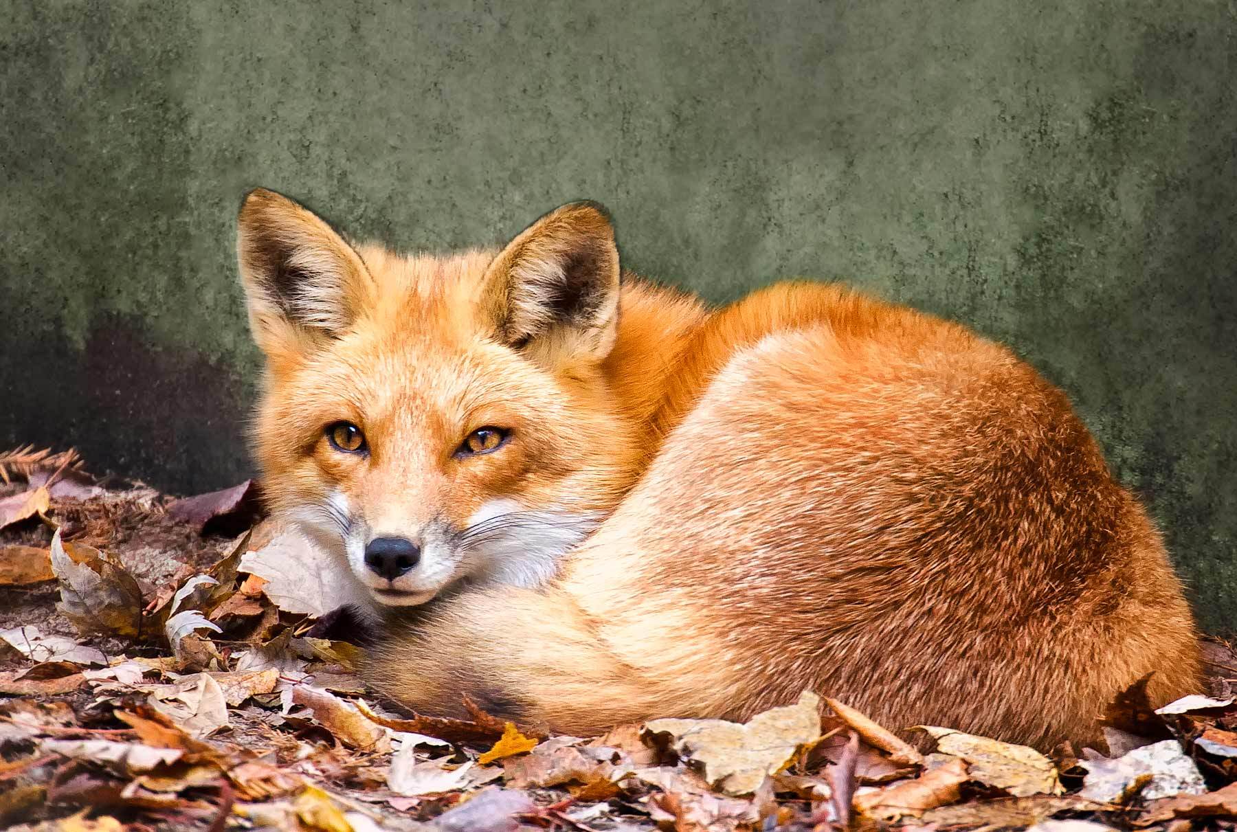 Red Fox - HD Wallpaper 
