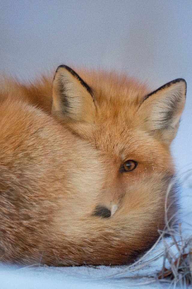 Fox Cold Winter Red Nature Iphone Wallpaper - National Geographic Wallpaper For Iphone - HD Wallpaper 