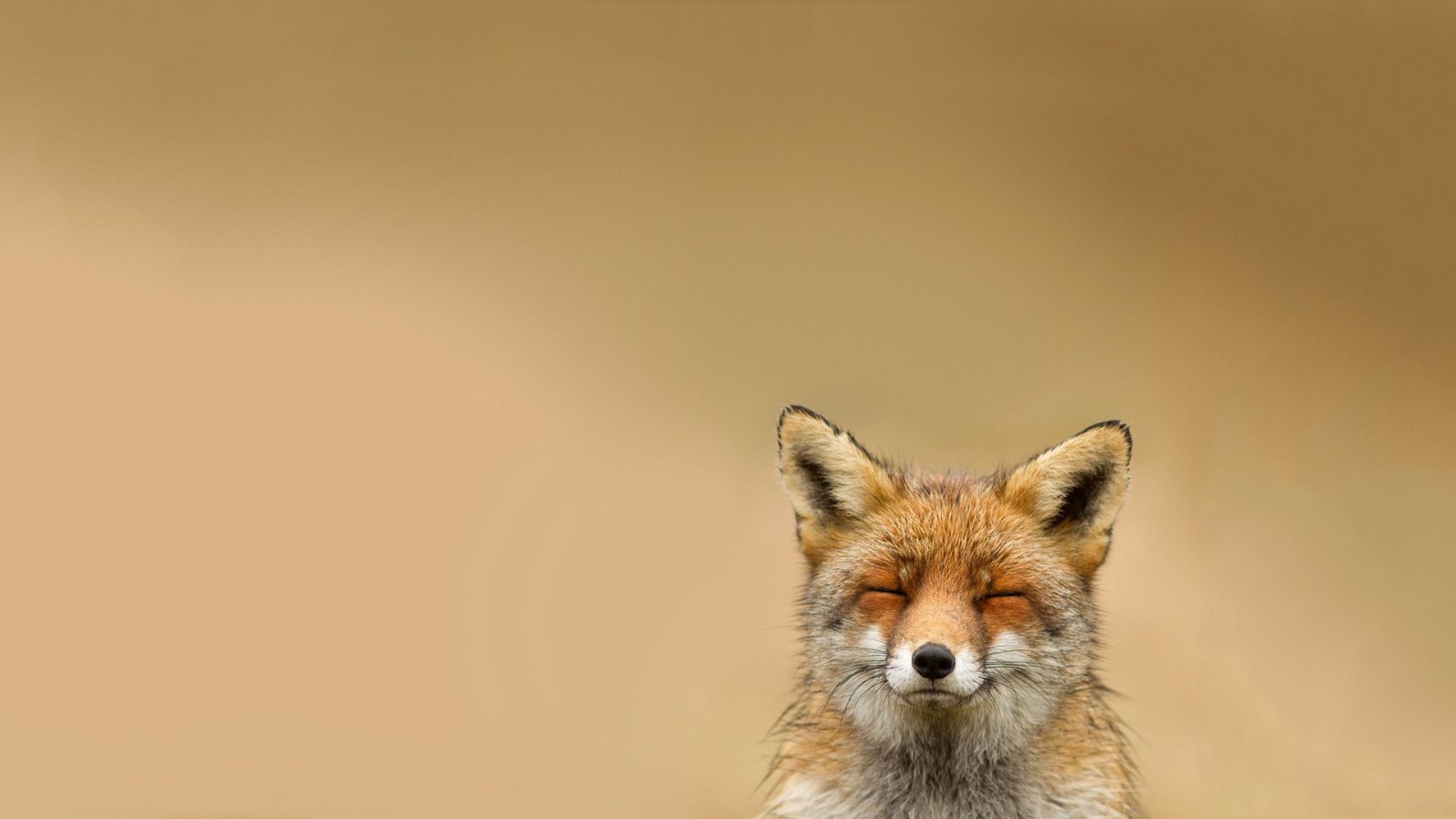 Baby Fox Wallpapers - HD Wallpaper 