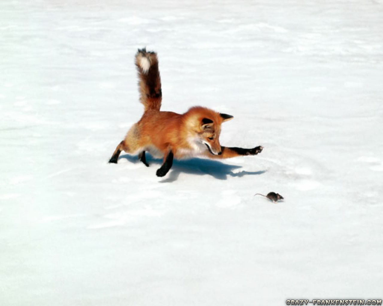 Red Fox Chasing Mouse - HD Wallpaper 