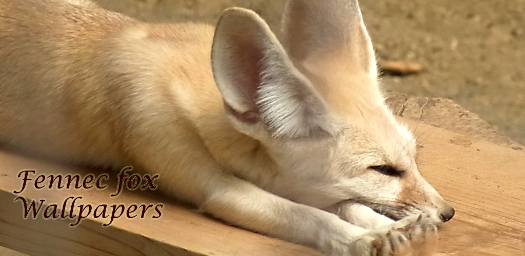 Fennec Fox - HD Wallpaper 