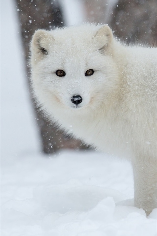 White Wolf Cub In Snow - HD Wallpaper 