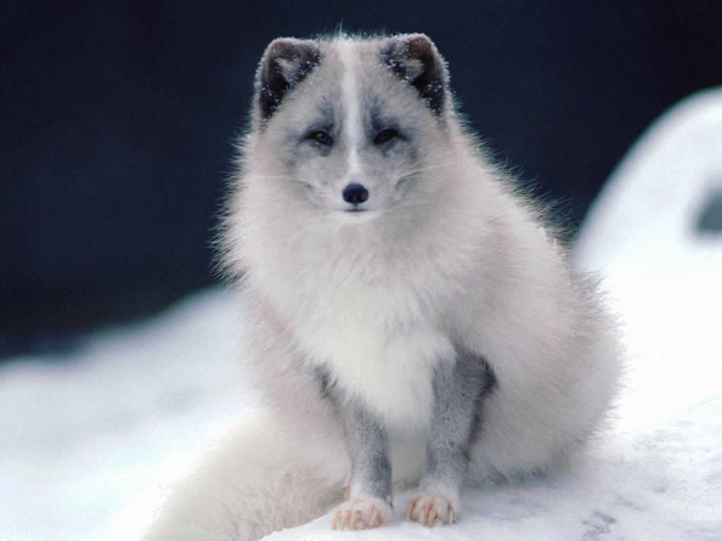 Cute Arctic Baby Wolf - HD Wallpaper 