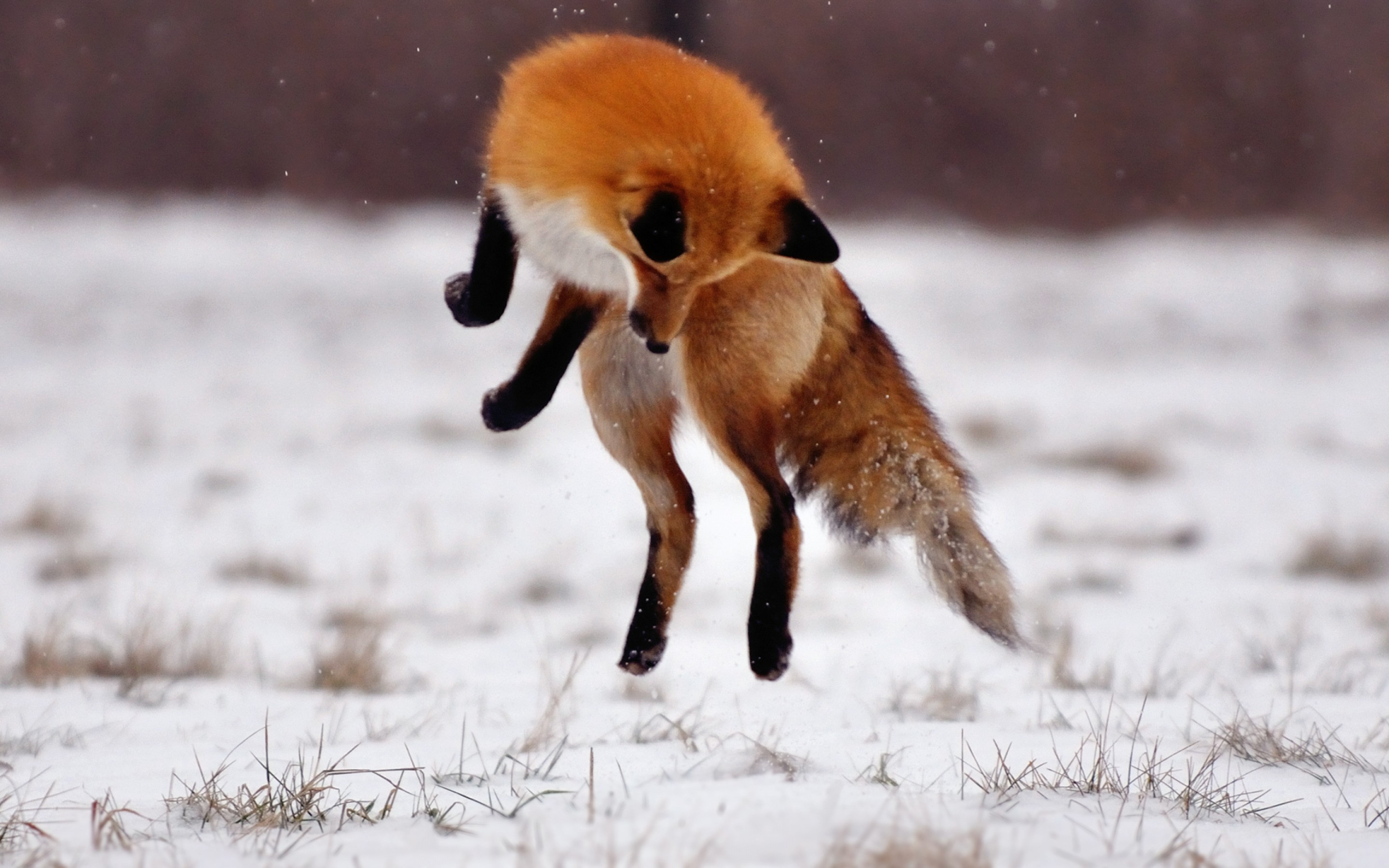 Fox Jumping In Snow - HD Wallpaper 