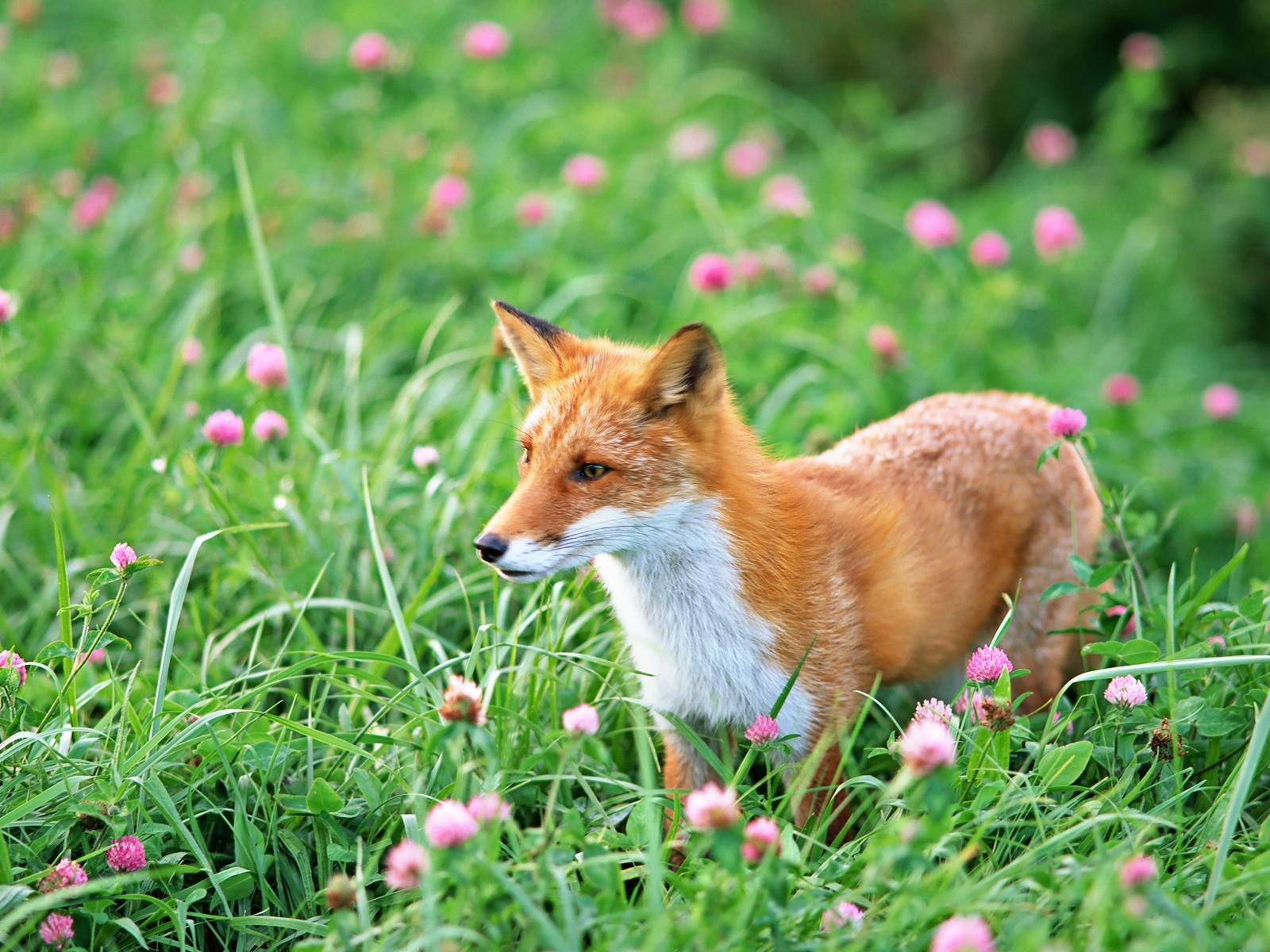 Adorable Baby Fox - HD Wallpaper 